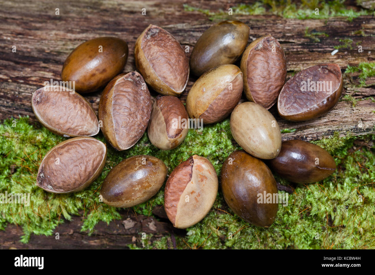 Red Silkwood (Palaquium galactoxylon) seeds. Cow Bay. Daintree National Park. Queensland. Australia. Stock Photo