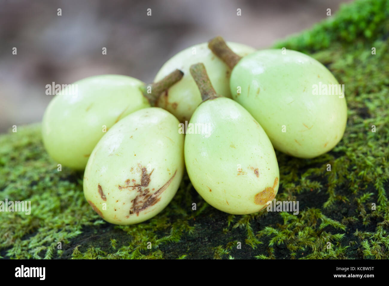 Red Silkwood (Palaquium galactoxylon) fruit. Cow Bay. Daintree National Park. Queensland. Australia. Stock Photo