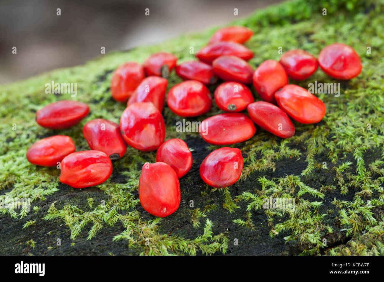 Yellow Bean (Ormosia ormondii) seeds. Cow Bay. Daintree National Park. Queensland. Australia. Stock Photo