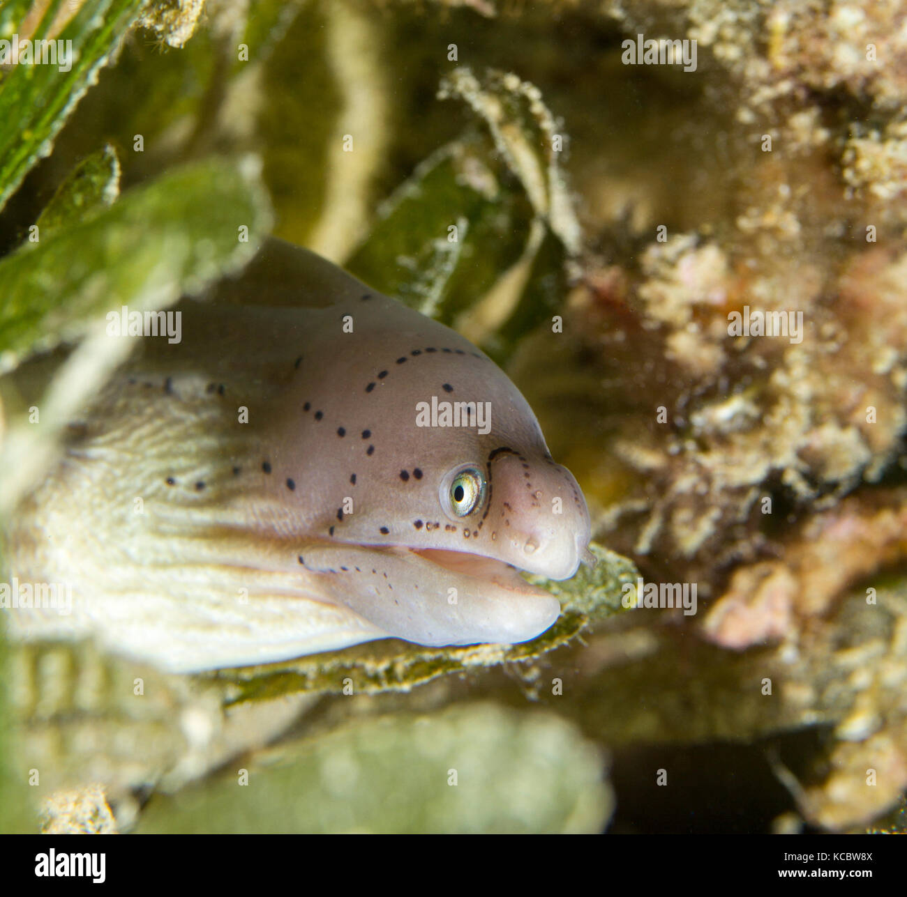 Moraine, moray eel, Safaga, Red Sea, Egypt Stock Photo Alamy