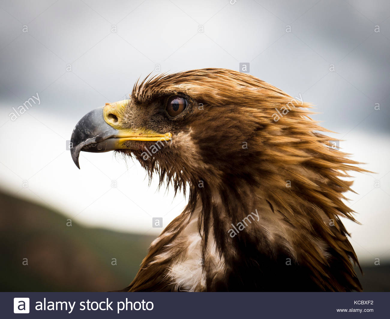Golden Eagles Stock Photos Golden Eagles Stock Images Alamy