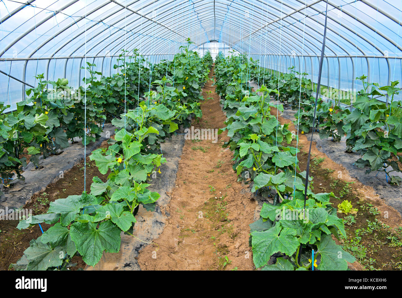 Cucumber cultivation in the foil tunnel, Everyday Farm LLC, Songino Khairkhan, Mongolia Stock Photo