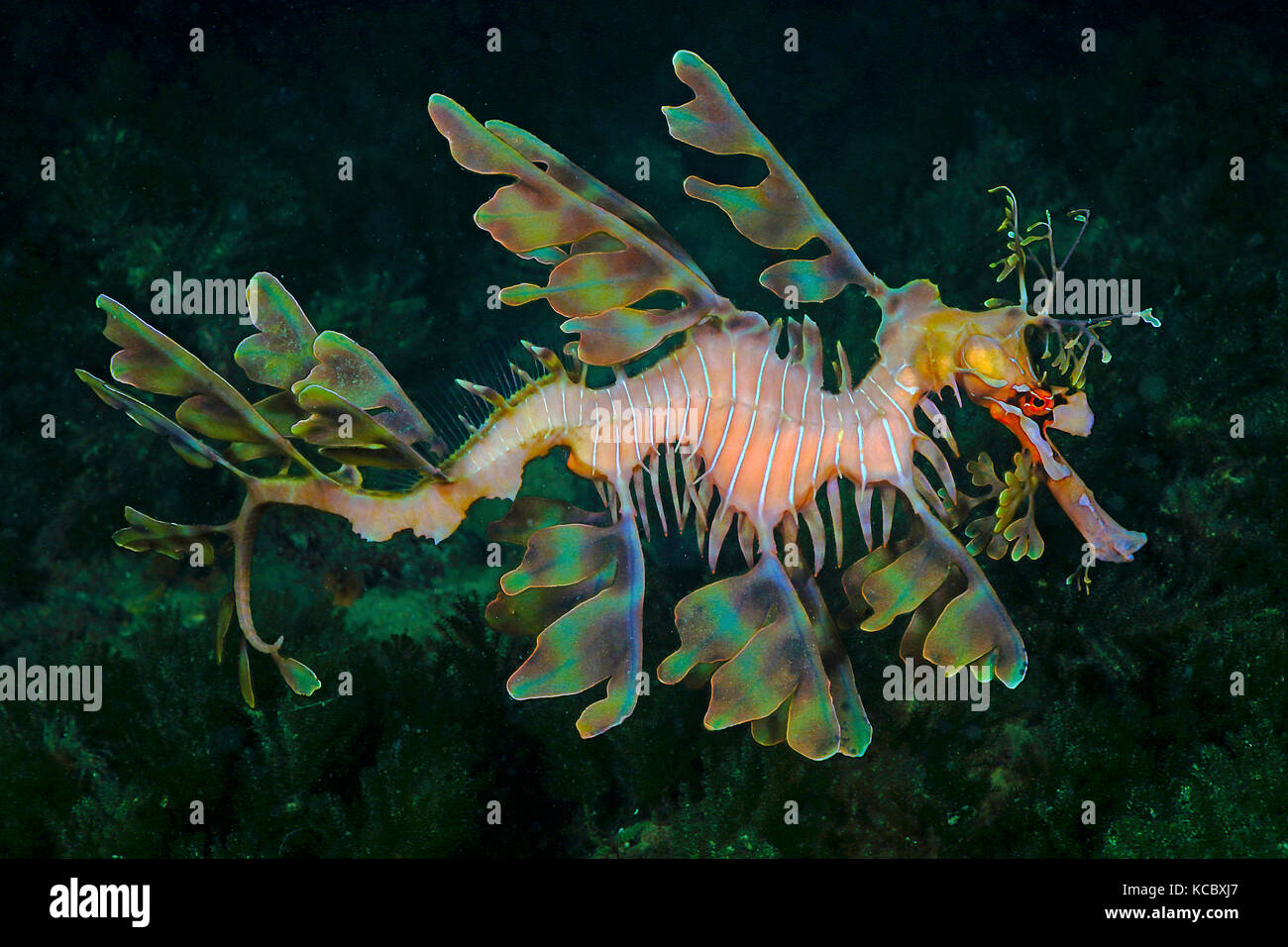 Leafy Seadragon Phycodurus Eques Adelaide South Australia