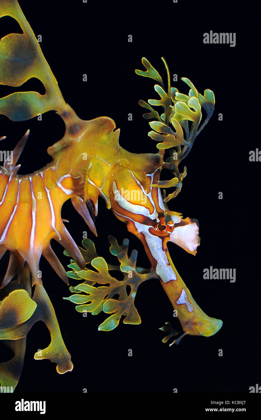 Leafy Seadragon Phycodurus Eques Portrait Adelaide South