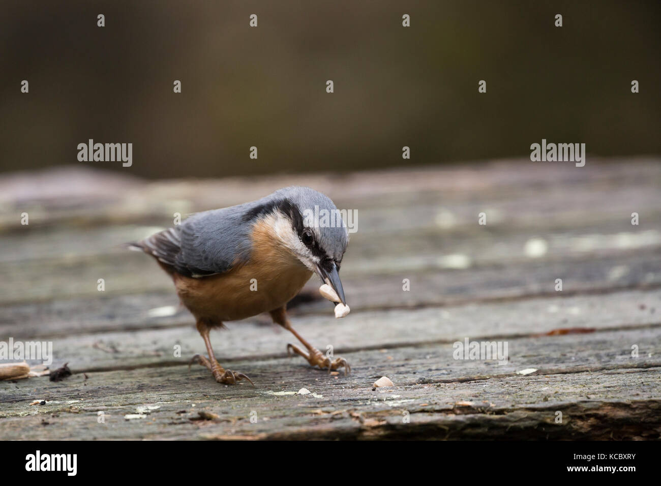 nuthatch with food in bill Stock Photo Alamy