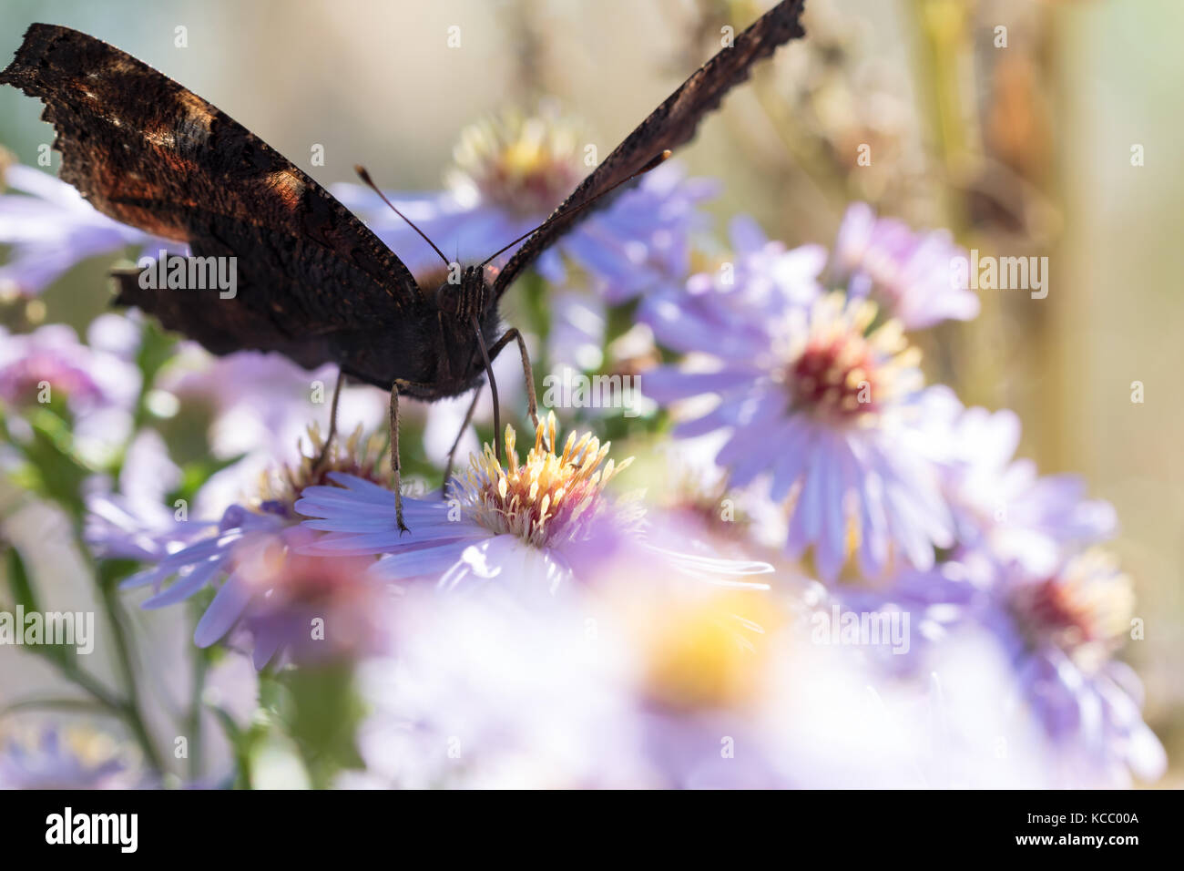 The peacock butterfly sitting on a flower (Aster amellus) and feeding on nectar. Also known as Aglais io, the European peacock. Close-up with selectiv Stock Photo