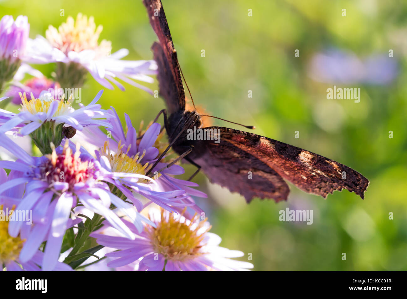 The peacock butterfly sitting on a flower (Aster amellus) and feeding on nectar. Also known as Aglais io, the European peacock. Close-up with selectiv Stock Photo