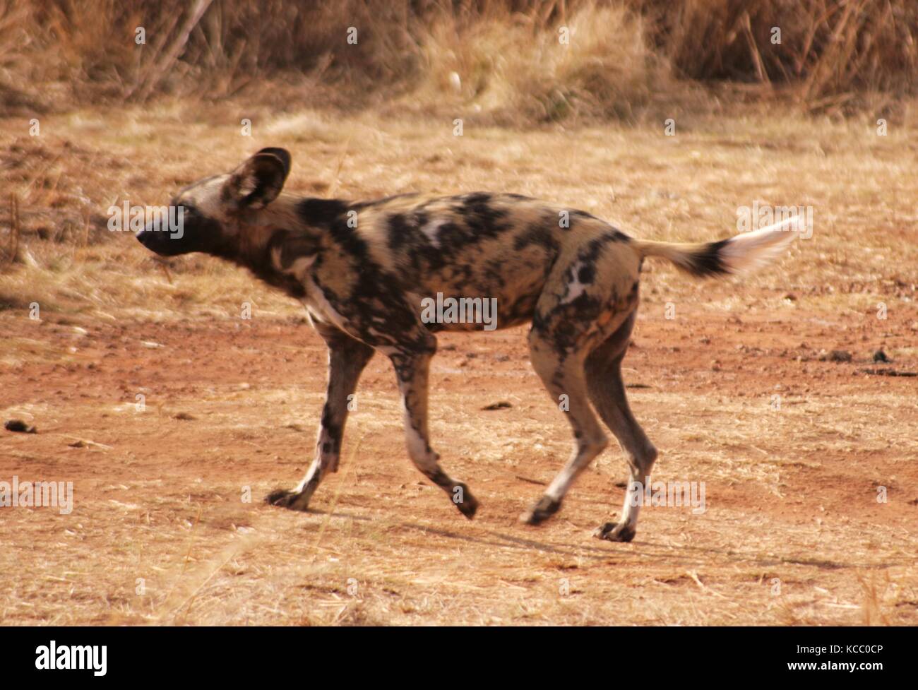 African Painted Dog in Gauteng Province, South Africa Stock Photo