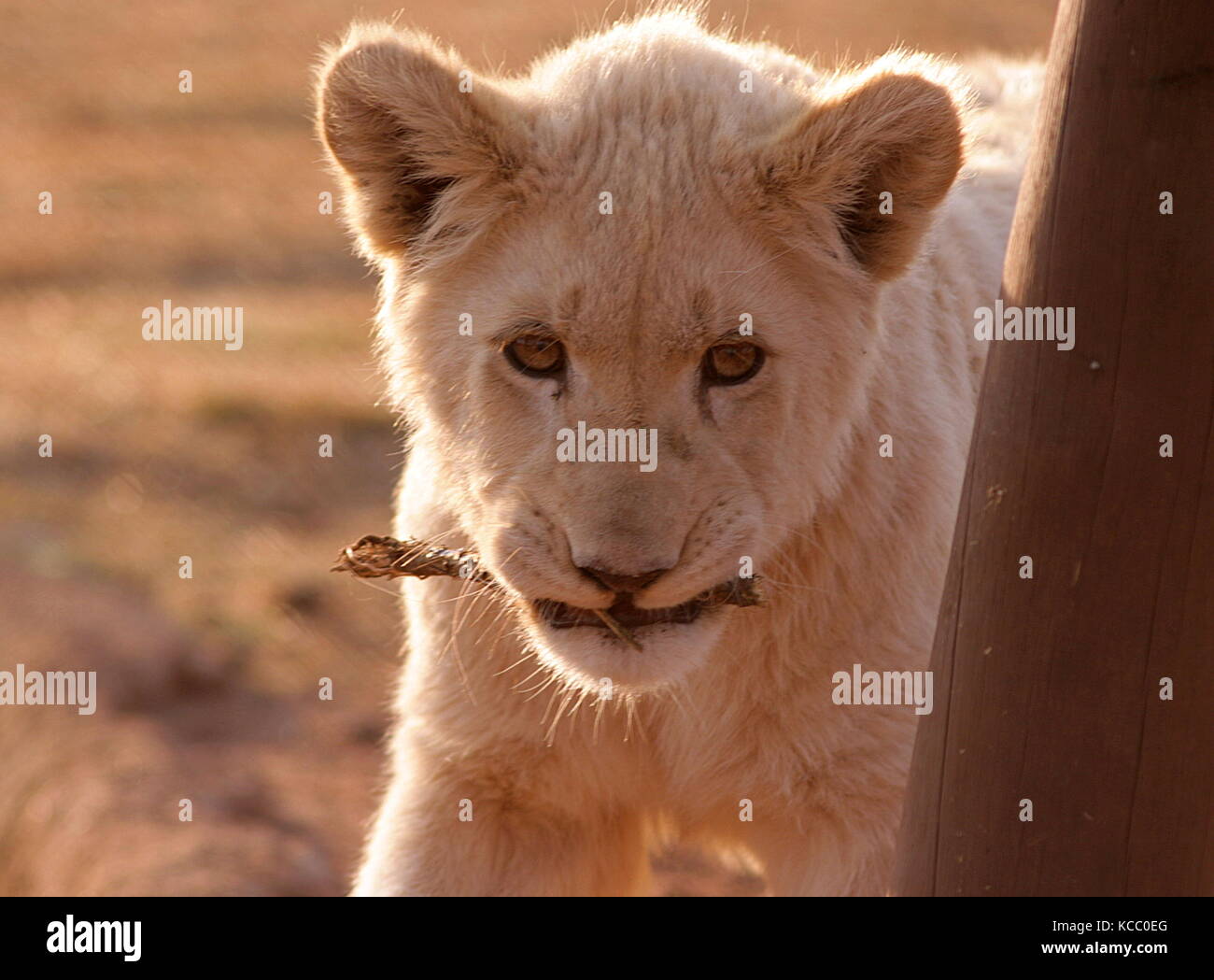 Rare White Lion Cub holding a stick in its mouth at a reserve near