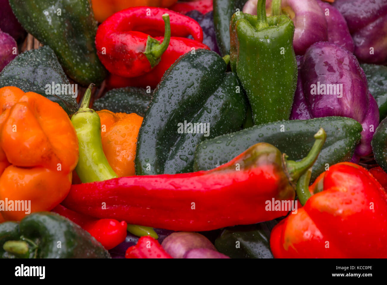 Colorful organic peppers on sale at market Stock Photo - Alamy