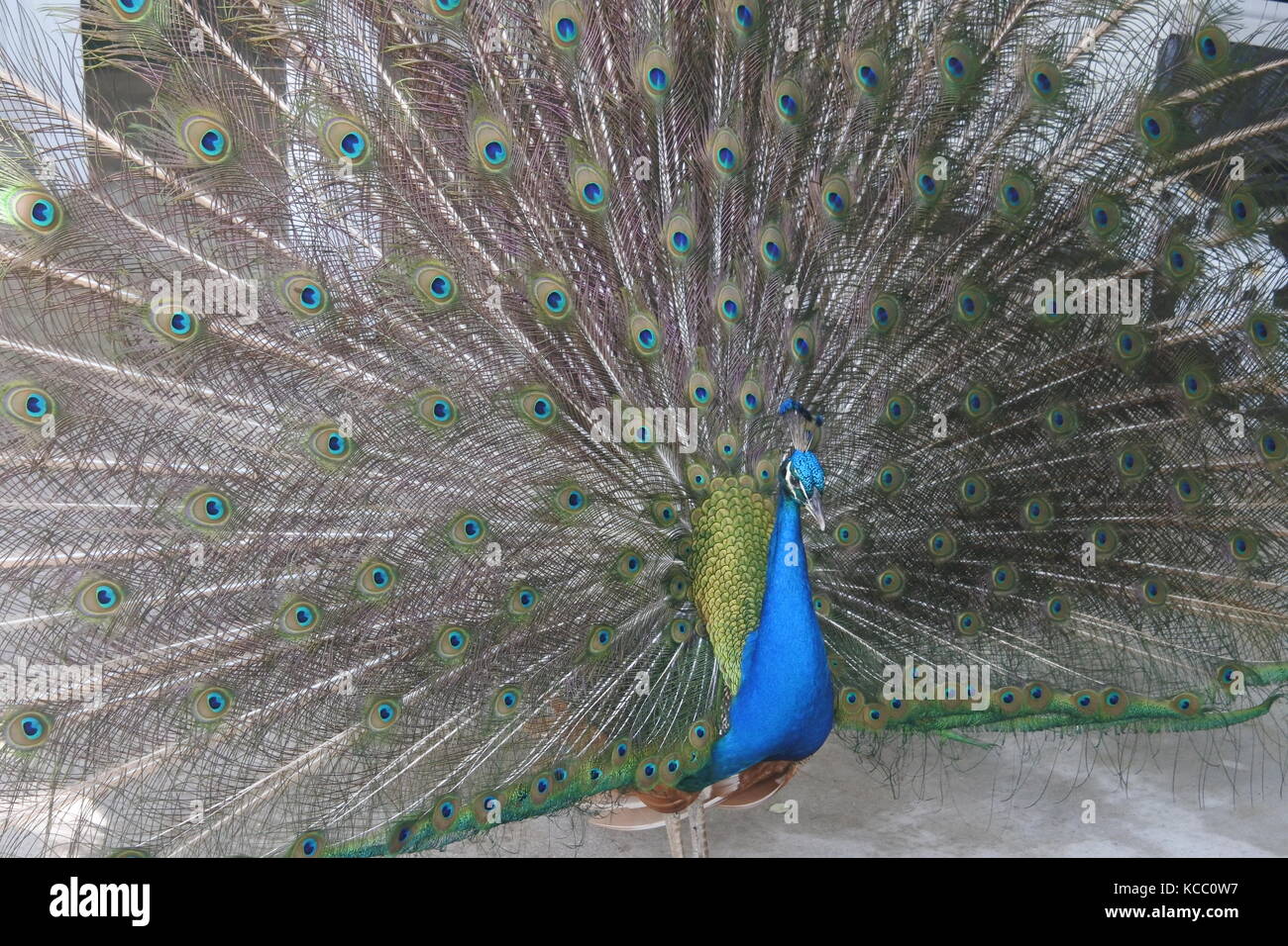 Peacock showing off his fine plumage at Flamingo Gardens, Florida Stock Photo