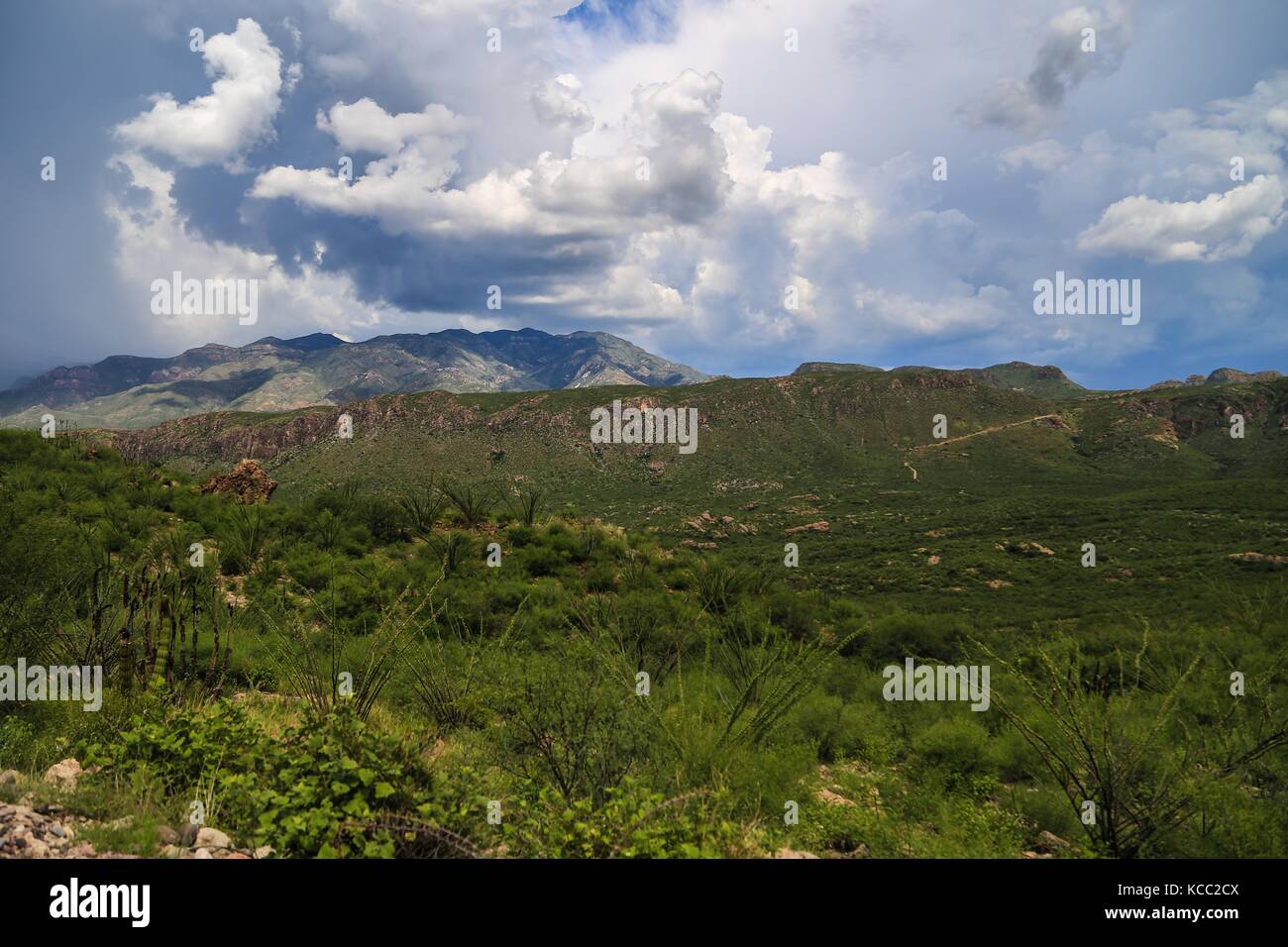 Madrean Diversity Expeditions con la Comisi˜n Nacional de Areas Naturales Protegidas, CONANP, en Madrean Diversity Expeditions con la Comisi˜n Nacional de Areas Naturales Protegidas, CONANP, en
