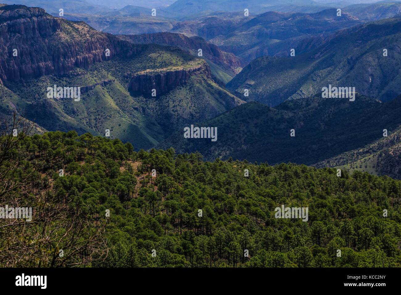 Madrean Diversity Expeditions con la Comisi˜n Nacional de Areas Naturales Protegidas, CONANP, en Madrean Diversity Expeditions con la Comisi˜n Nacional de Areas Naturales Protegidas, CONANP, en