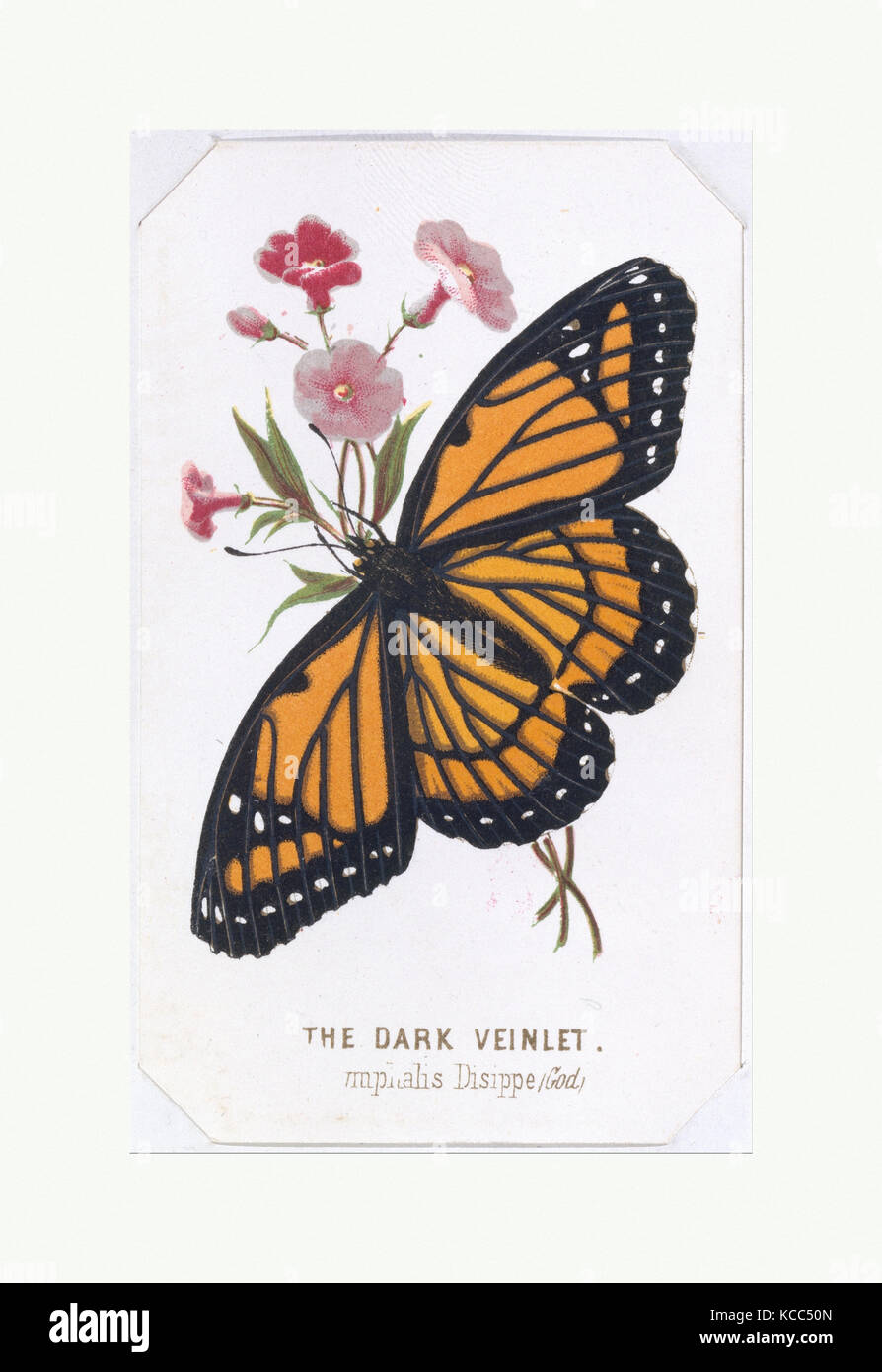 Watercolor Vintage Butterfly Variety Butterflies Plates -  Israel