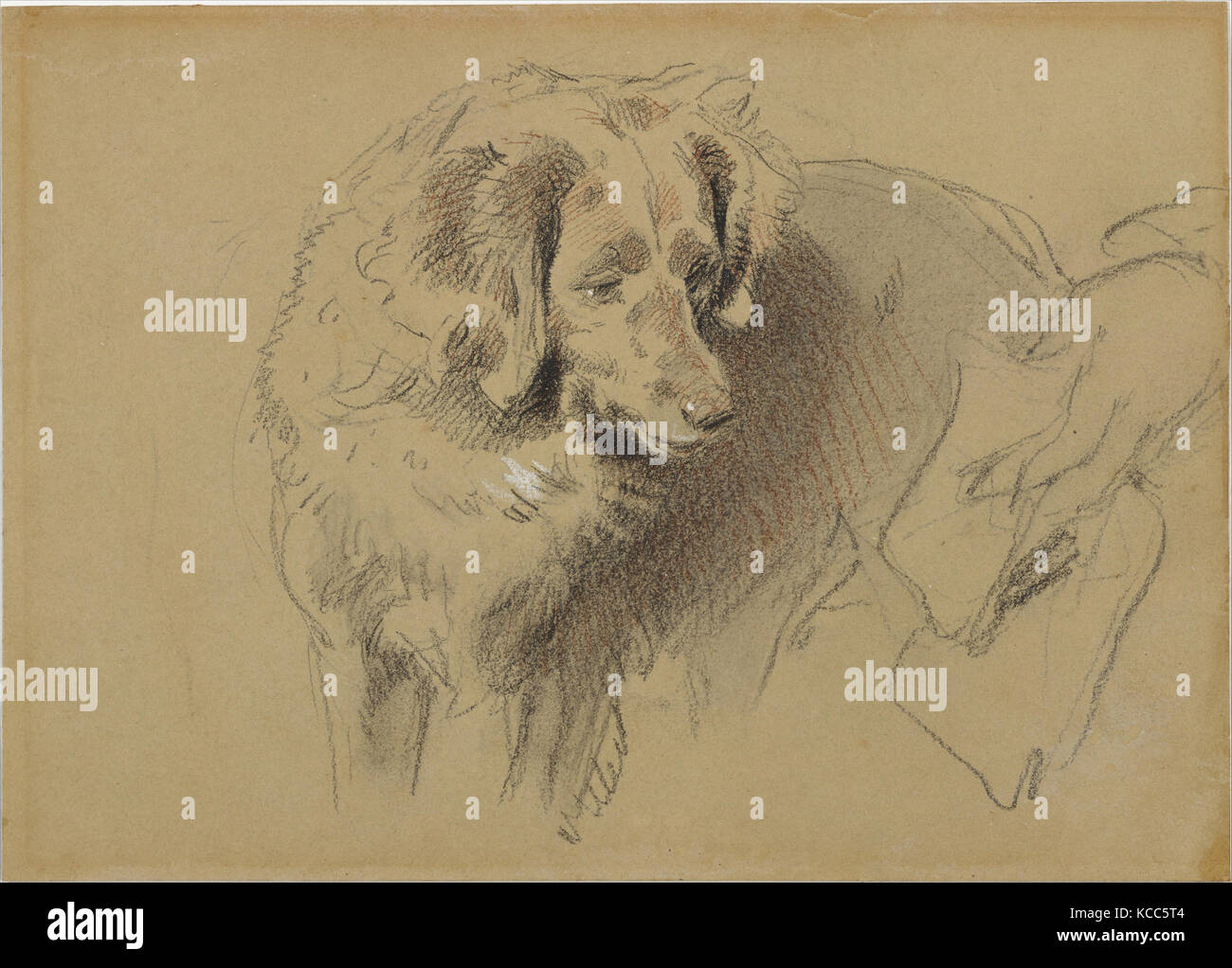 Study of a Dog, 1820–73, Black chalk heightened with white and red chalk, sheet: 6 15/16 x 9 3/4 in. (17.7 x 24.7 cm), Drawings Stock Photo