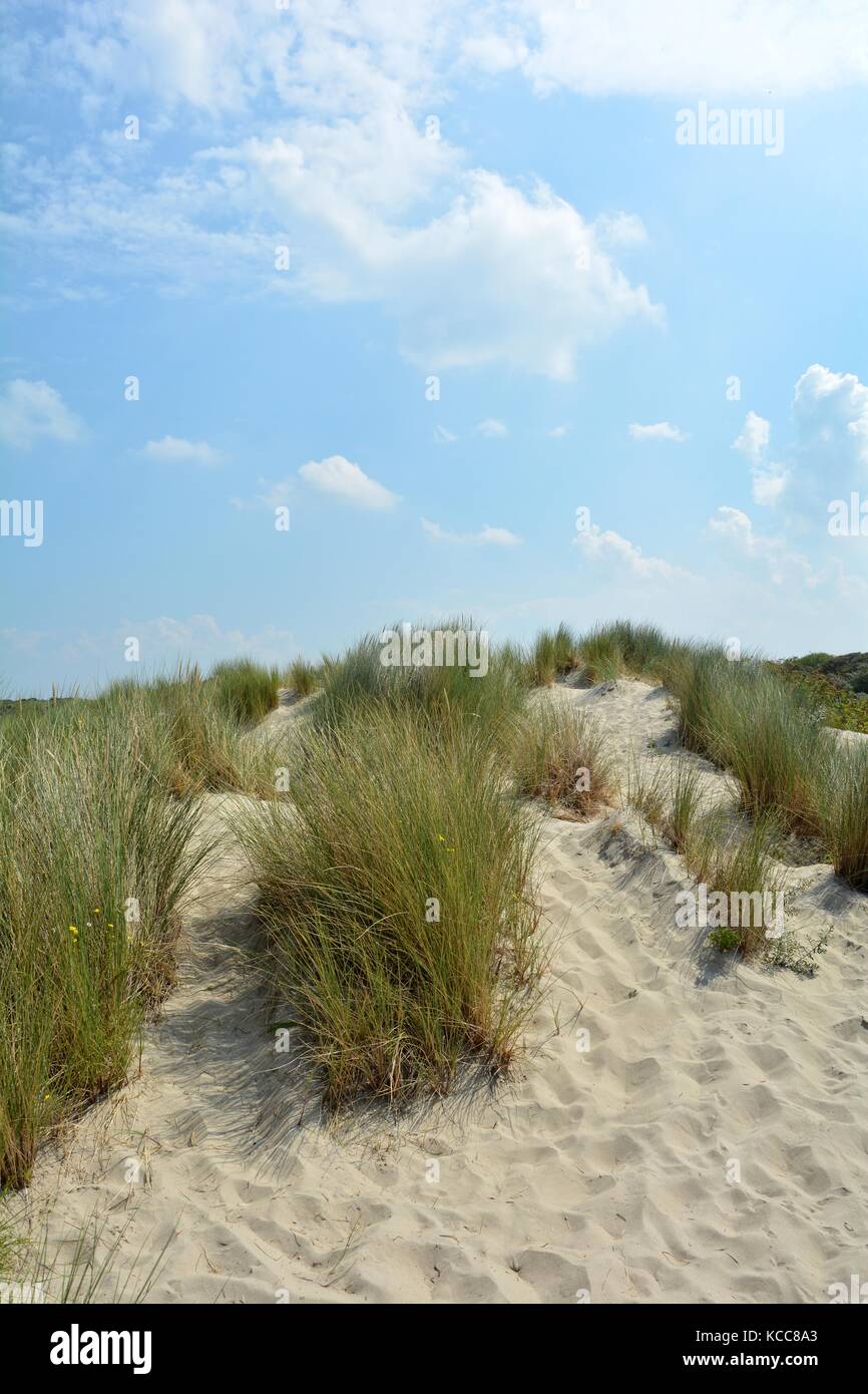 Beach oat in the sandy dunes on the North Sea coast  in the Netherlands on Zeeland on the island Schouwen-Duiveland Stock Photo