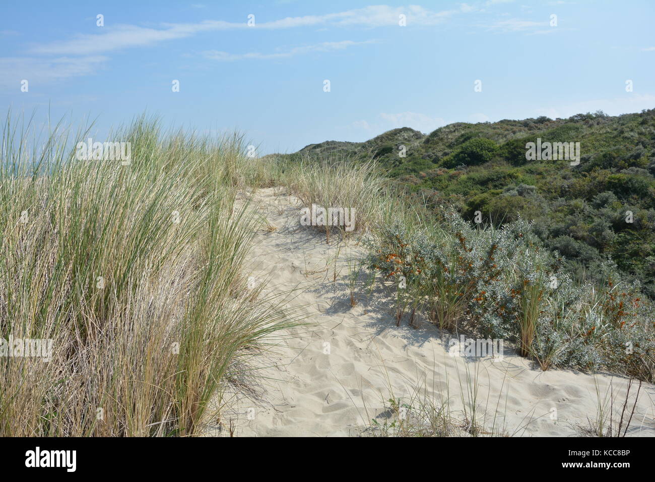 Scenery behind the sandy dunes on the North Sea coast in the Netherlands on the island Schouwen-Duiveland Stock Photo