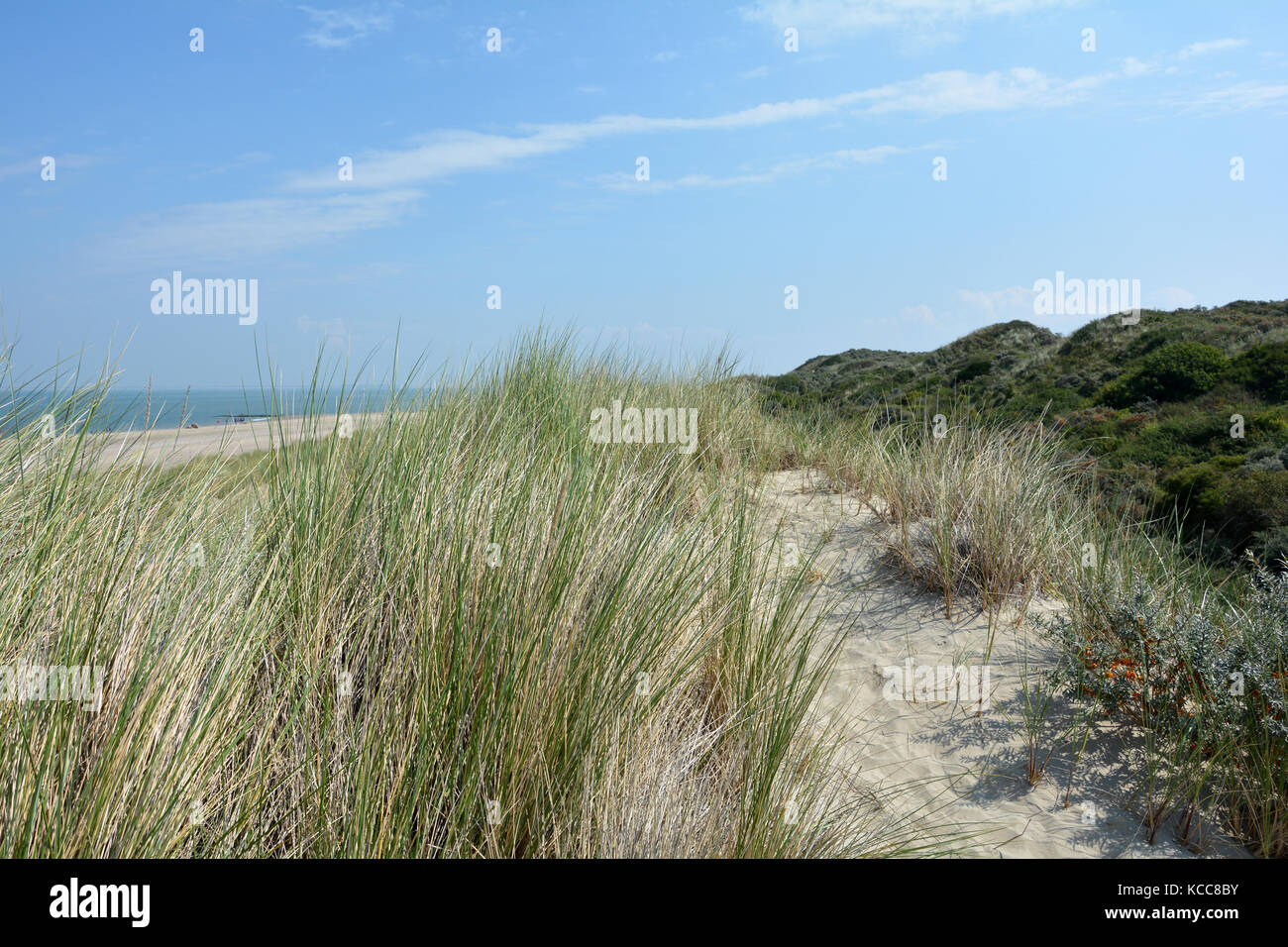 Scenery behind the sandy dunes on the North Sea coast in the ...