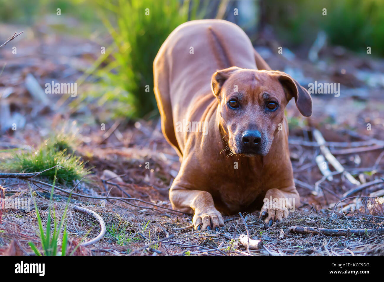 portrait picture of a Rhodesian Ridgeback who lies on a clearing Stock ...