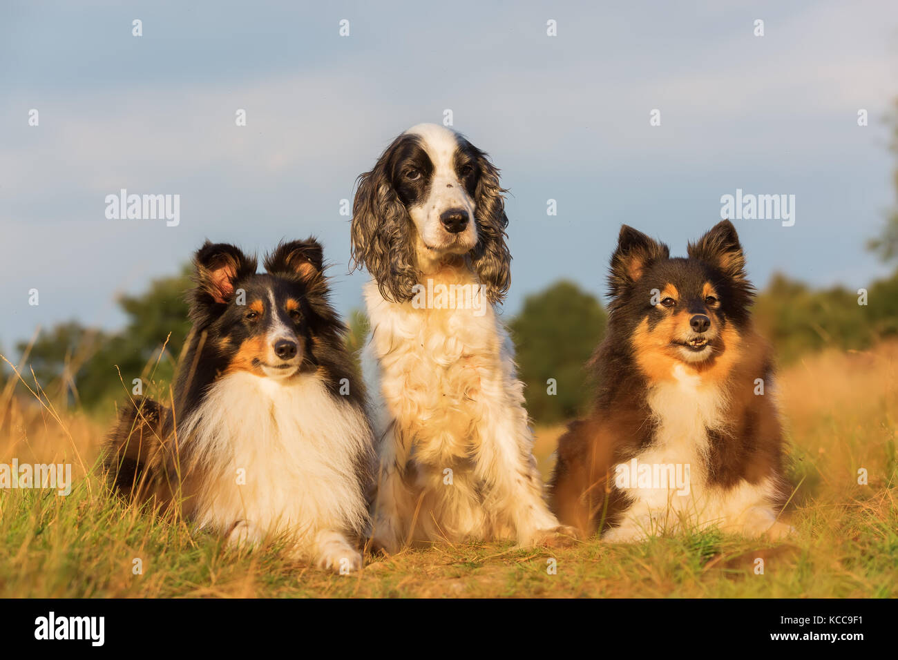 group portrait picture of shelties and cocker spaniel who are sitting on a country path Stock Photo