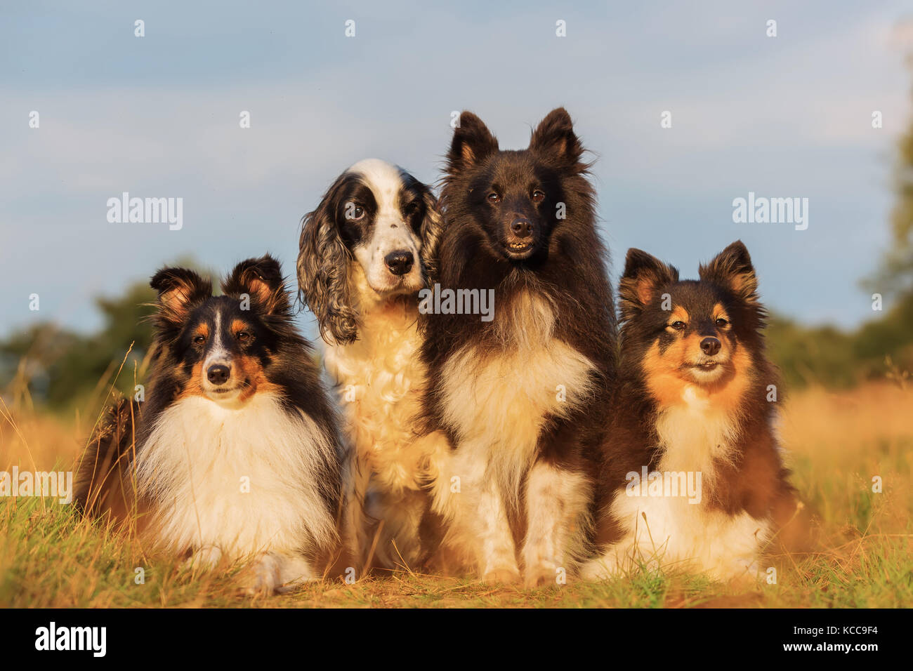 group portrait picture of shelties and cocker spaniel who are sitting