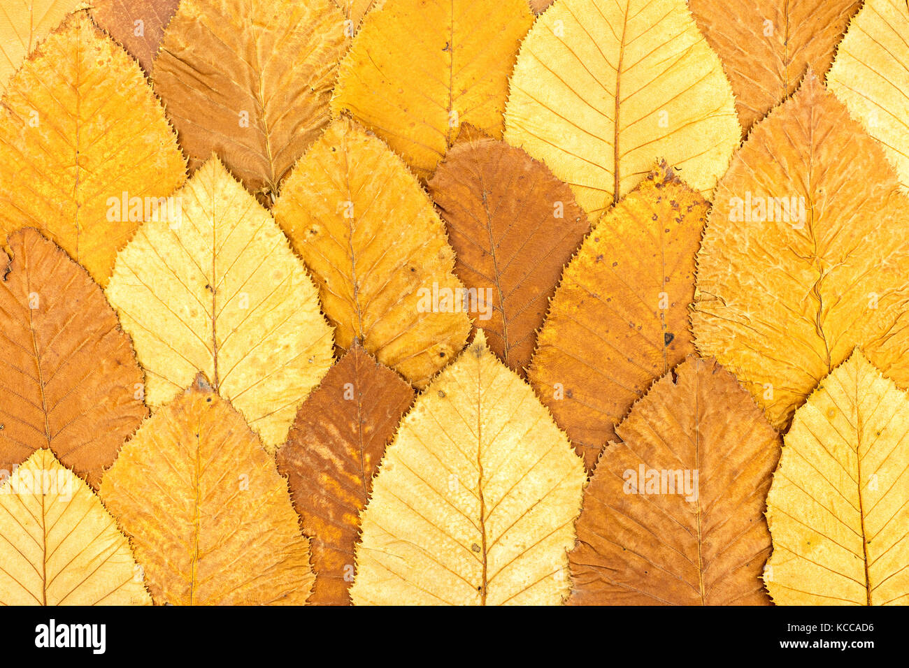 bright autumnal background made of fallen colorful leaves Stock Photo ...