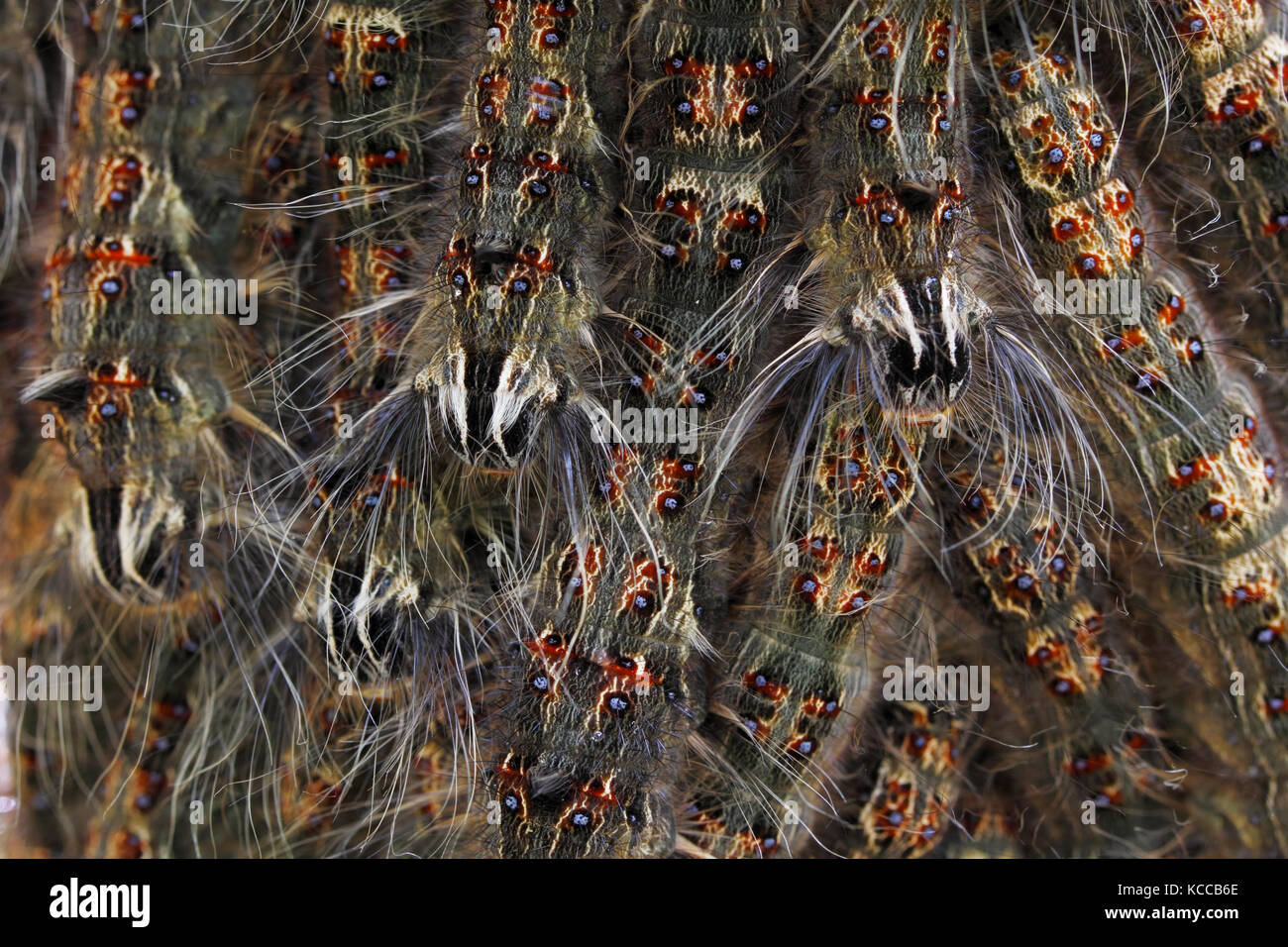 Caterpillar hairy insect wildlife hi-res stock photography and images ...