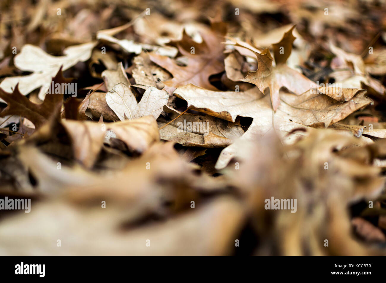 Mattress of dry leaves. Texture of autumn leaves. Leaves of tree on the floor. Stock Photo