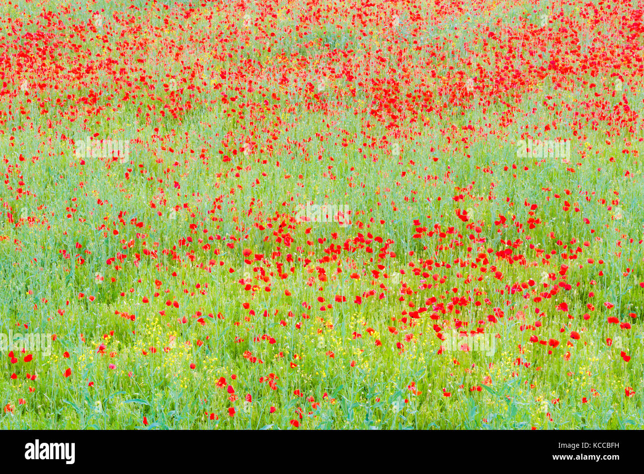 Colorful poppies field Stock Photo