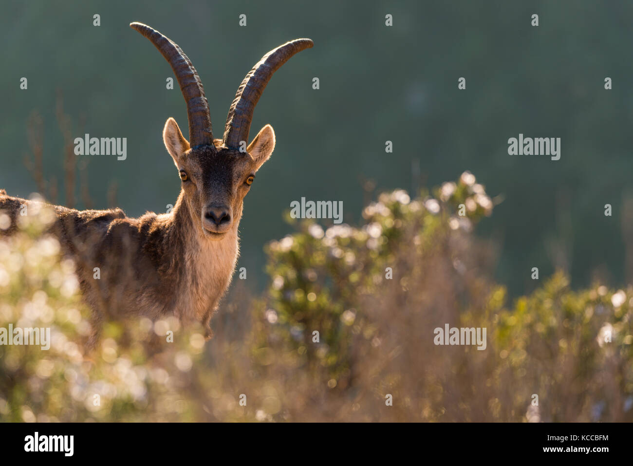 Portrait of a wild goat among vegetation in Montserrat mountains Stock Photo