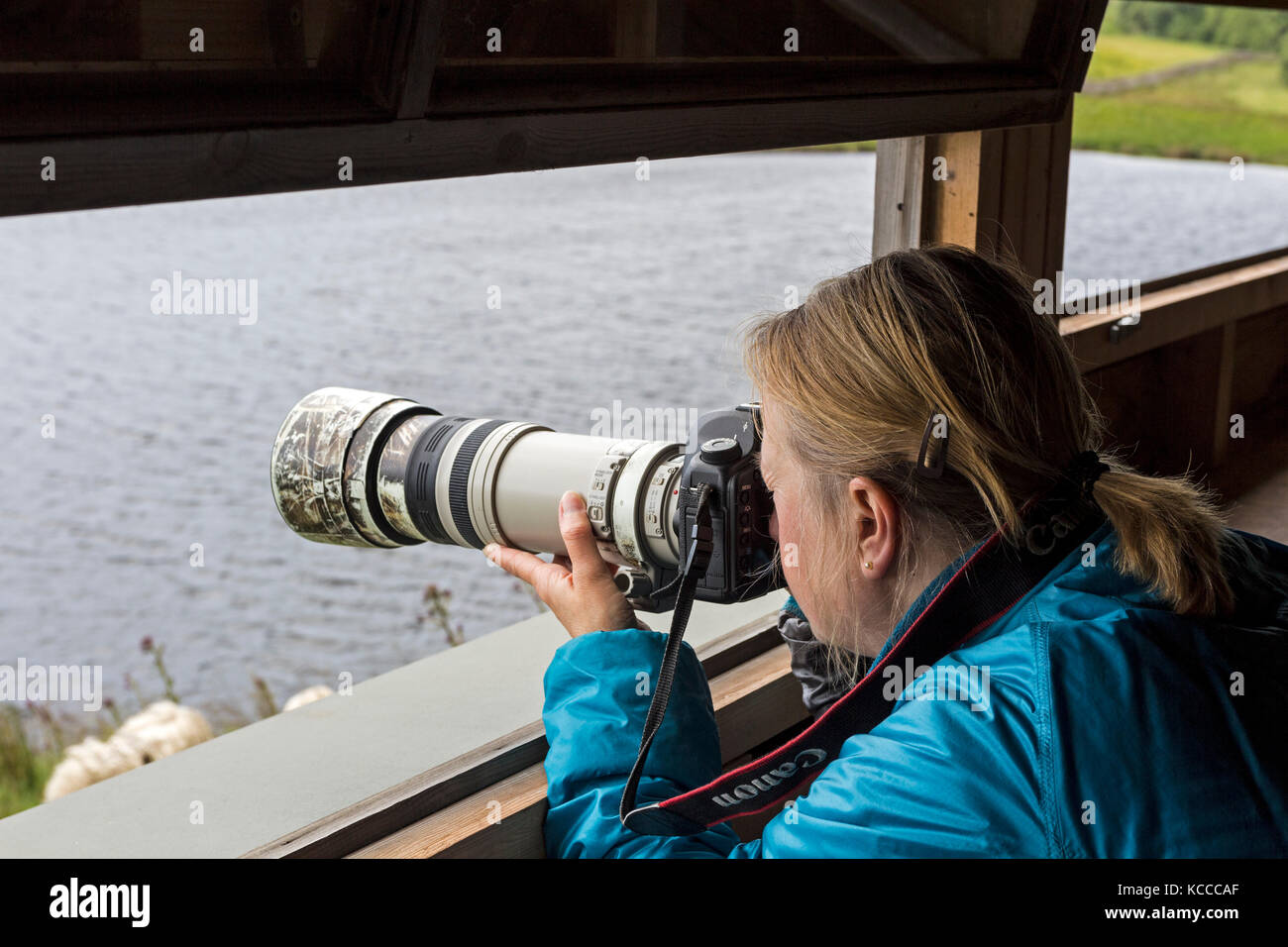 Female Photographer Photographing Wildlife from a Hide at Blackton Reservoir, Baldersdale, Teesdale, County Durham UK Stock Photo