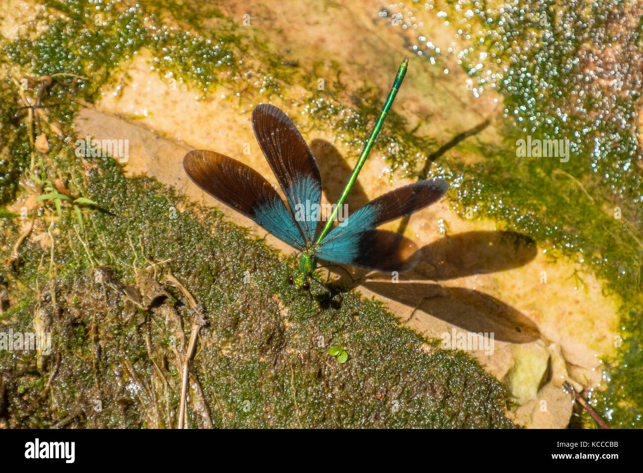 Ebony Jewelwing Damselfly, Calopteryx maculata at Baofeng, Zhangjiajie, Hunan, China Stock Photo