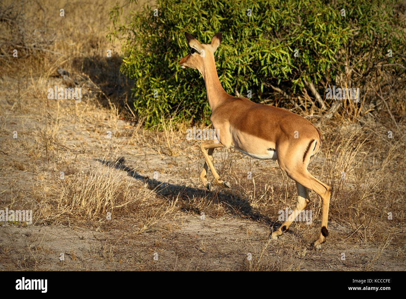 Antelopes in the Kruger National Park, South Africa Stock Photo