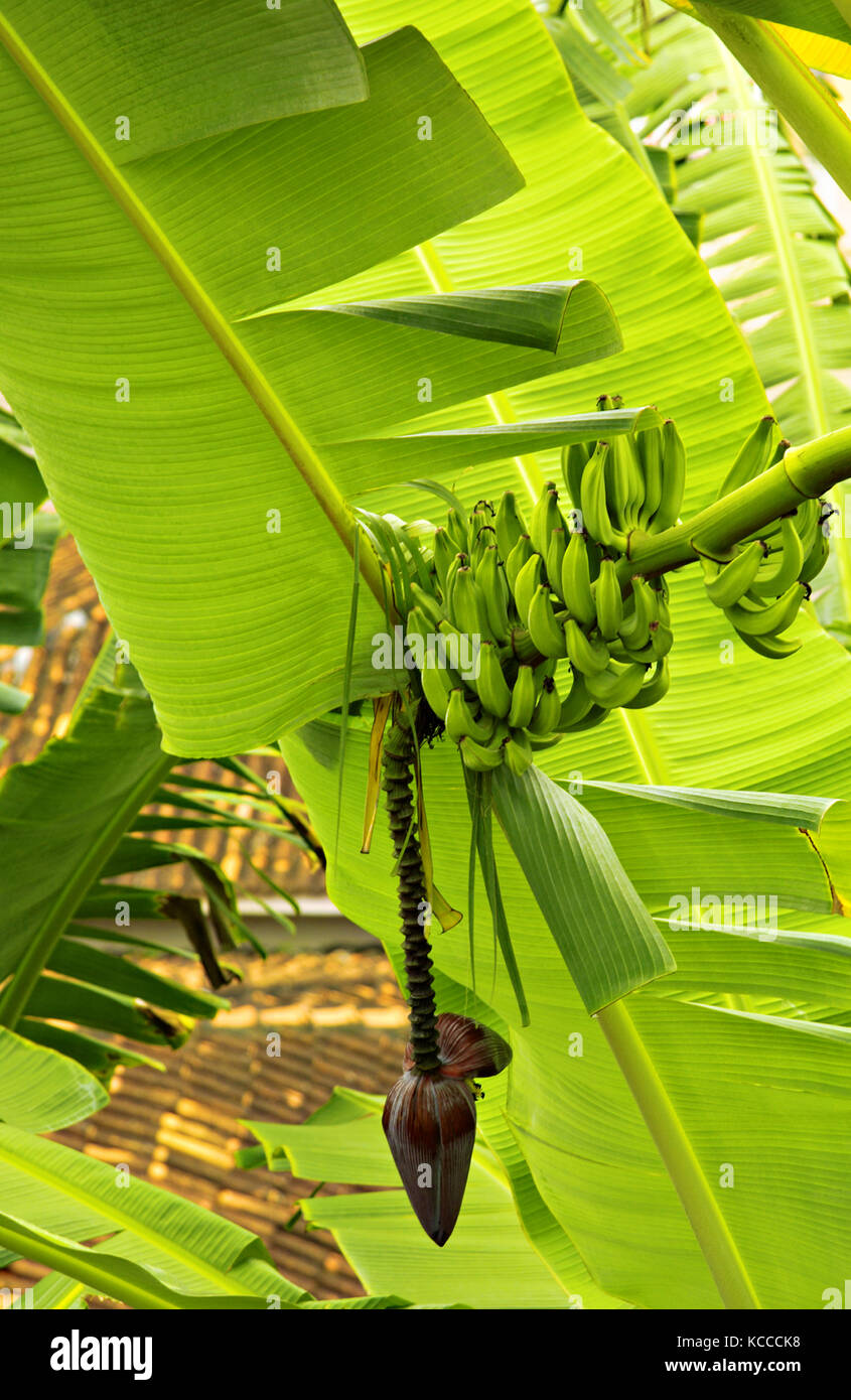 Banana tree with fruits, Bahia, Brazil, South America Stock Photo