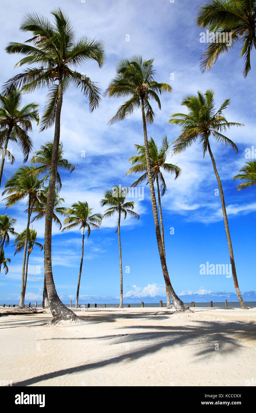 Palm trees on the beach of Ilha Atalaia, Praia da Costa, Canavieiras, Bahia, Brazil, South