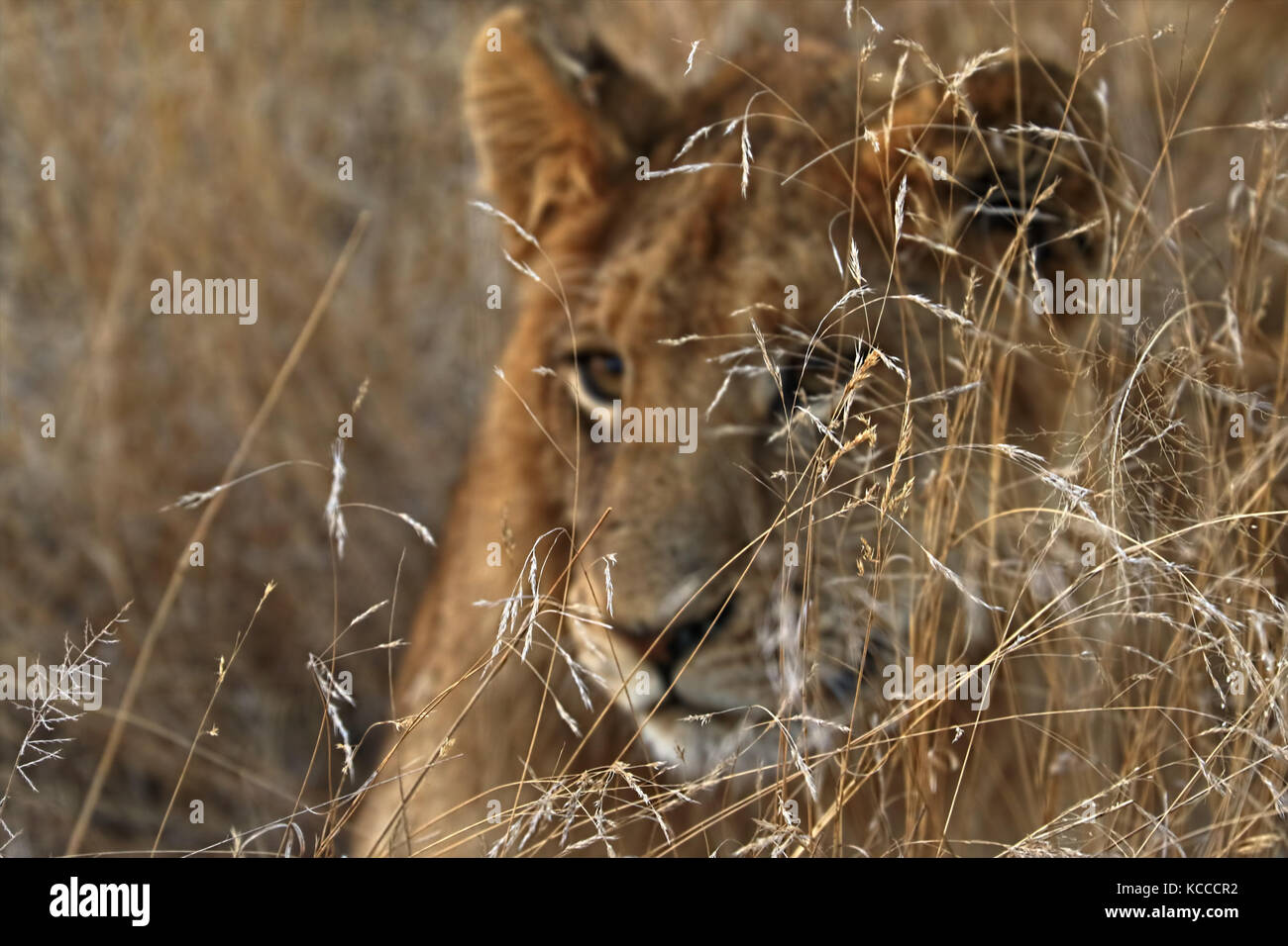 Close up of lion in the Kruger National Park, South Africa Stock Photo