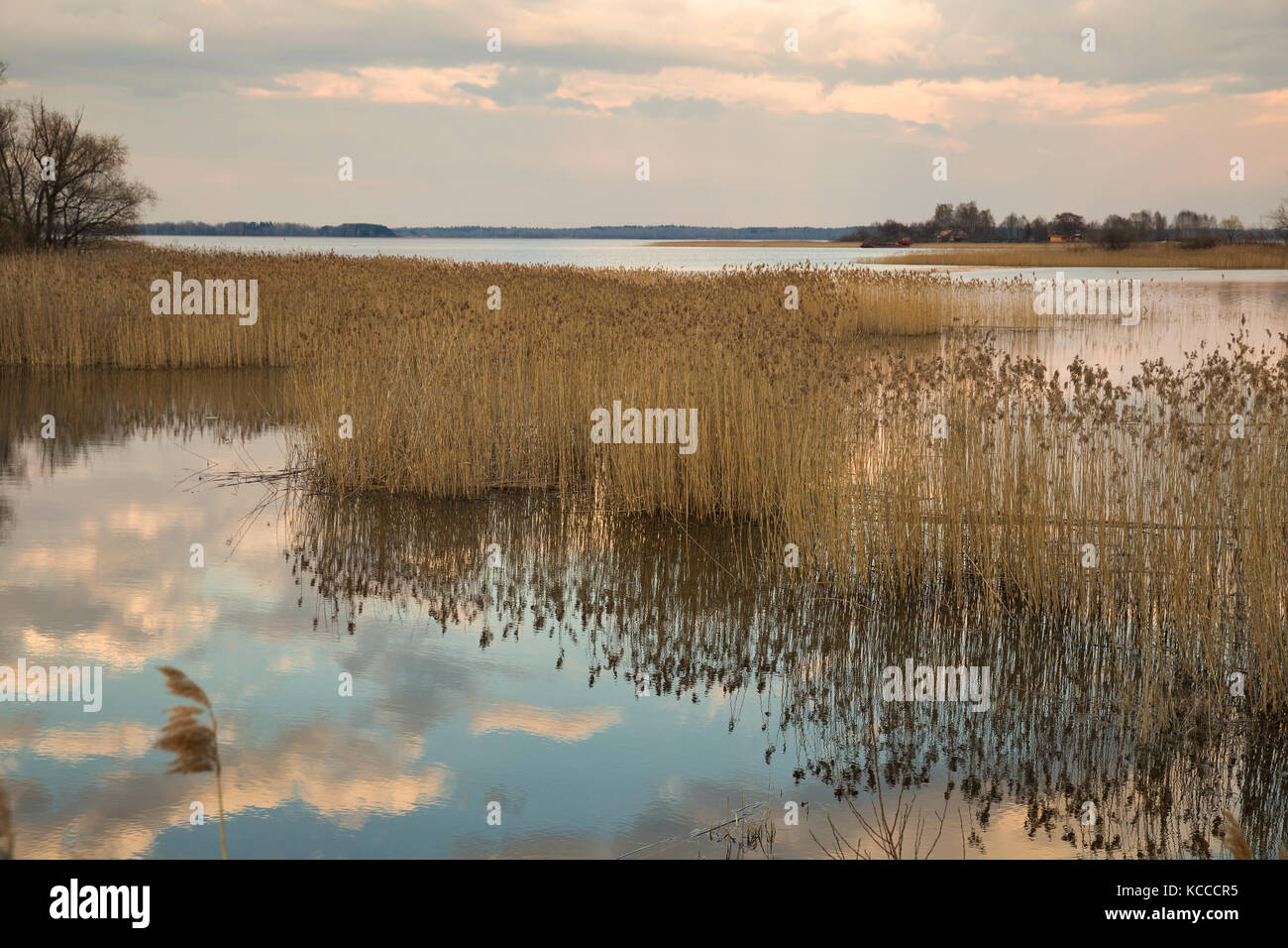 Thickets reeds sky in clouds hi-res stock photography and images - Alamy