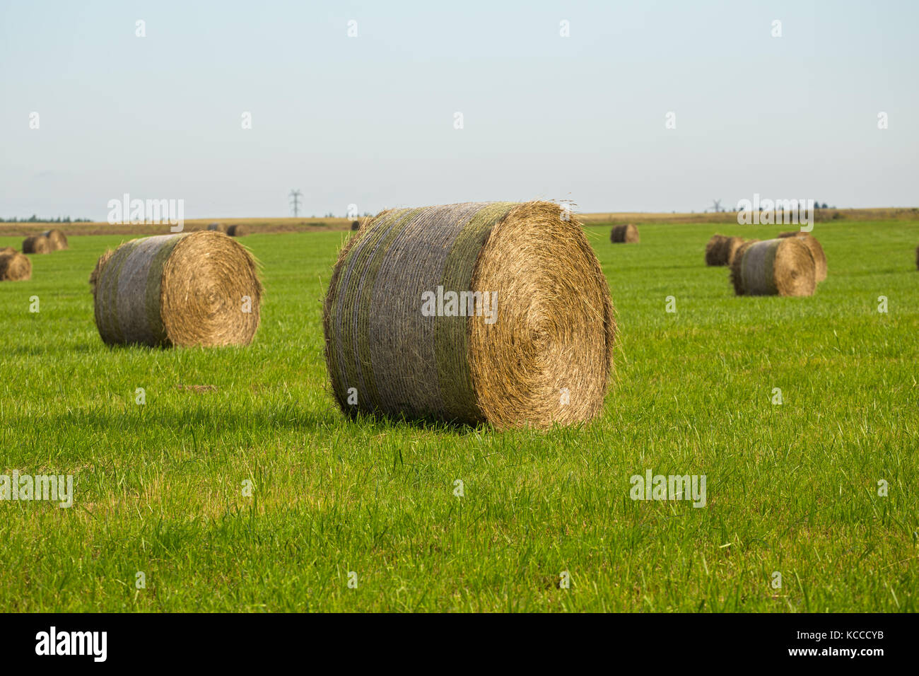 Summer rural landscape with rolls of hay in the field Stock Photo - Alamy