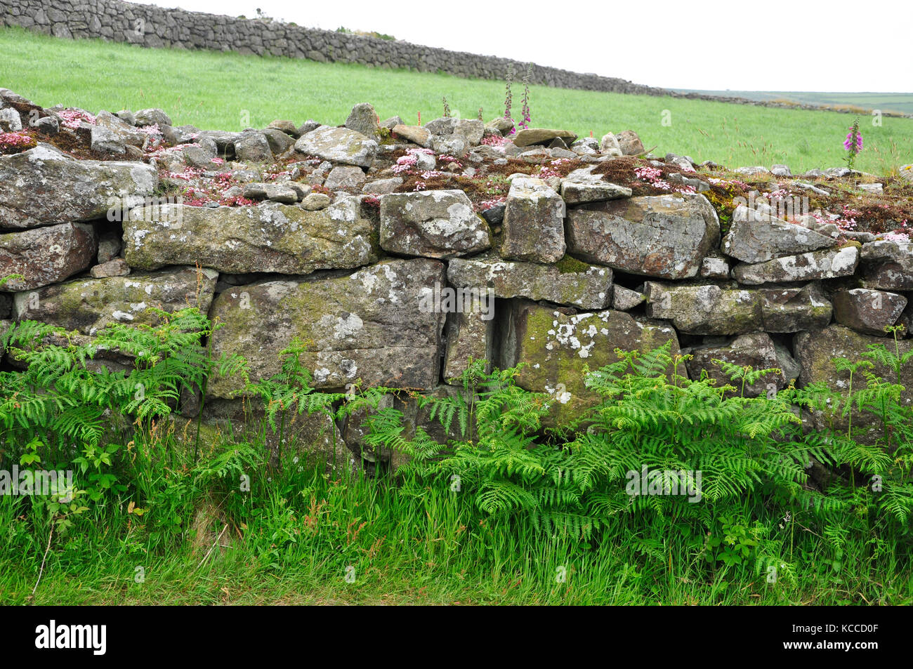 Granite wall. Lichen, stone crop and moss covered.Small animal habitat.Cornwall. UK. Stock Photo