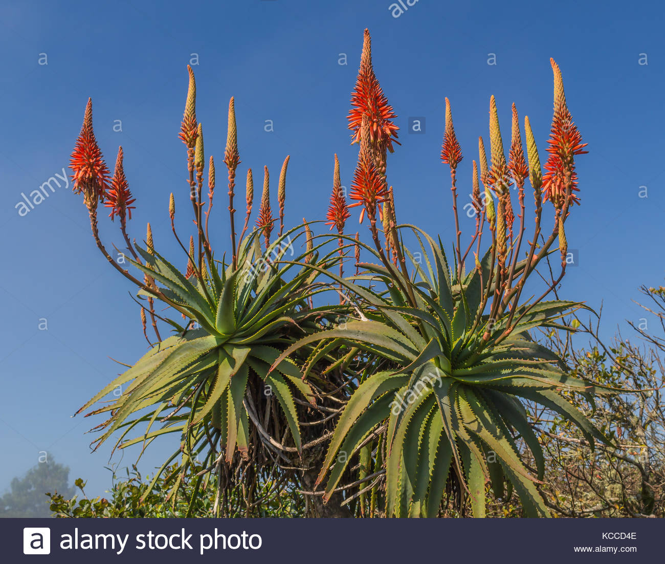 Aloe Vera In Bloom Stock Photo Alamy