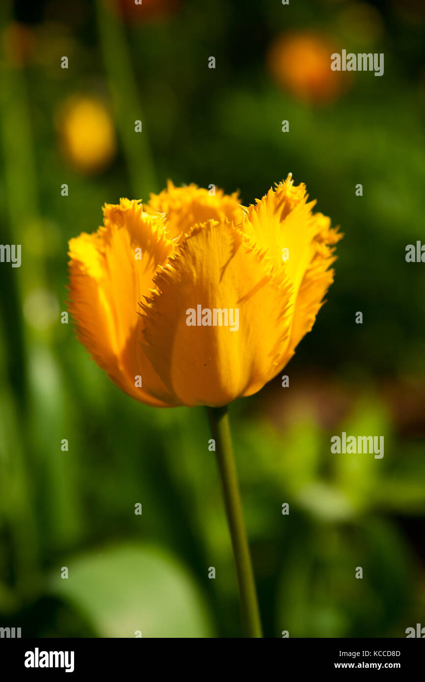 One yellow fringed Tulip on the flowerbed in the background of green