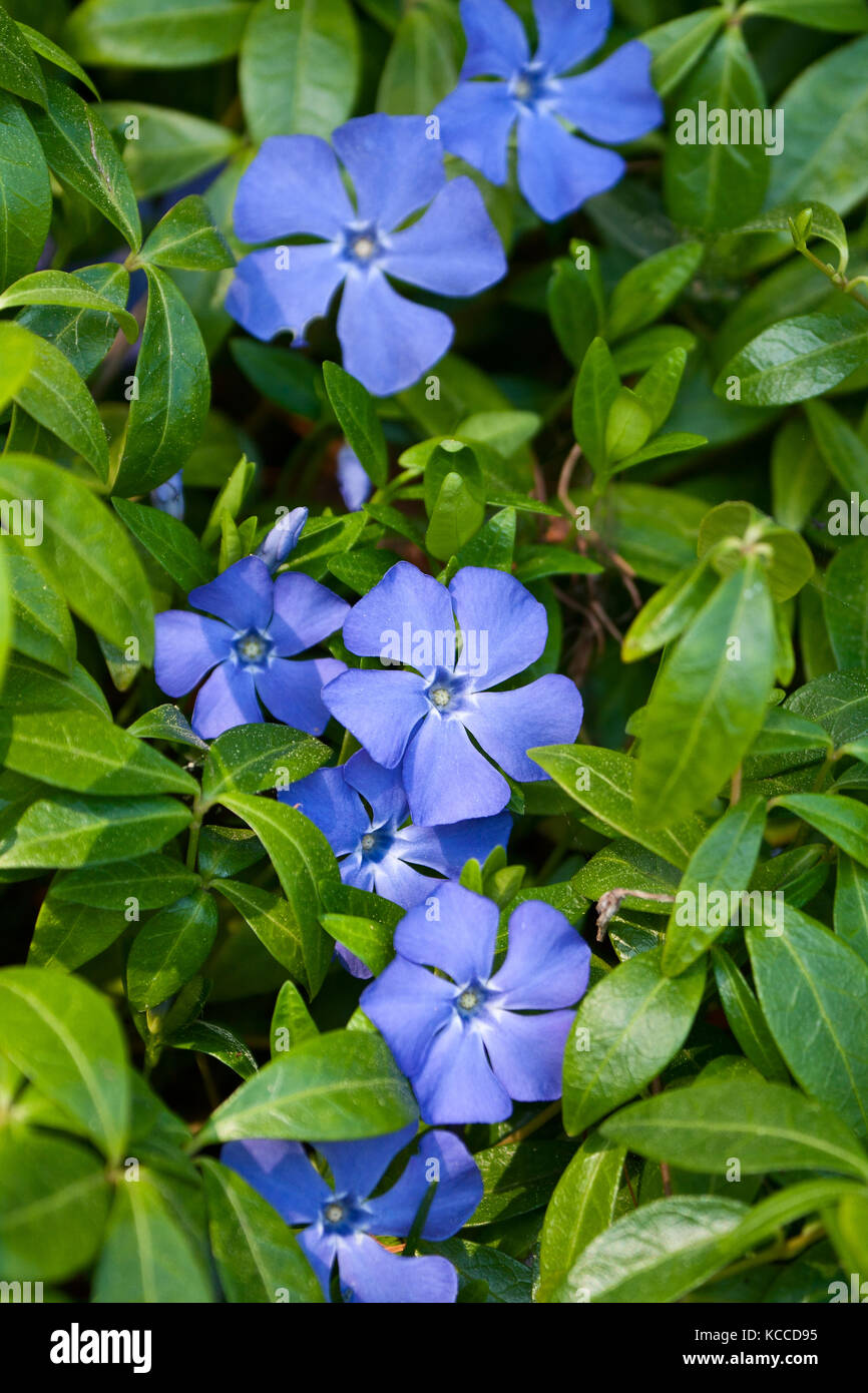 30 Periwinkle ideas in 2023  iphone wallpaper aesthetic iphone wallpaper  cute wallpapers