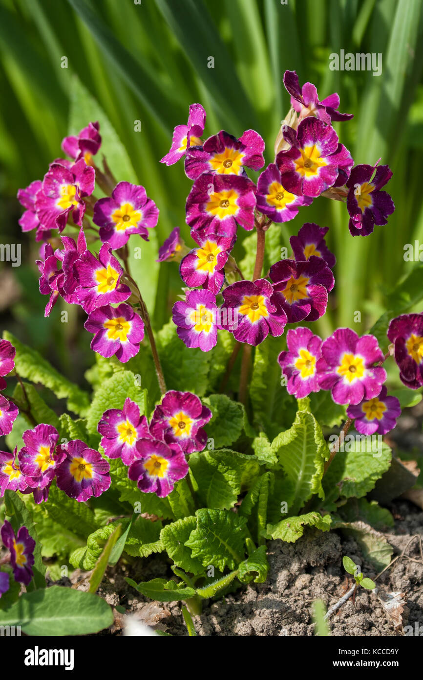 Primula flowers in the flowerbed on a sunny day Stock Photo