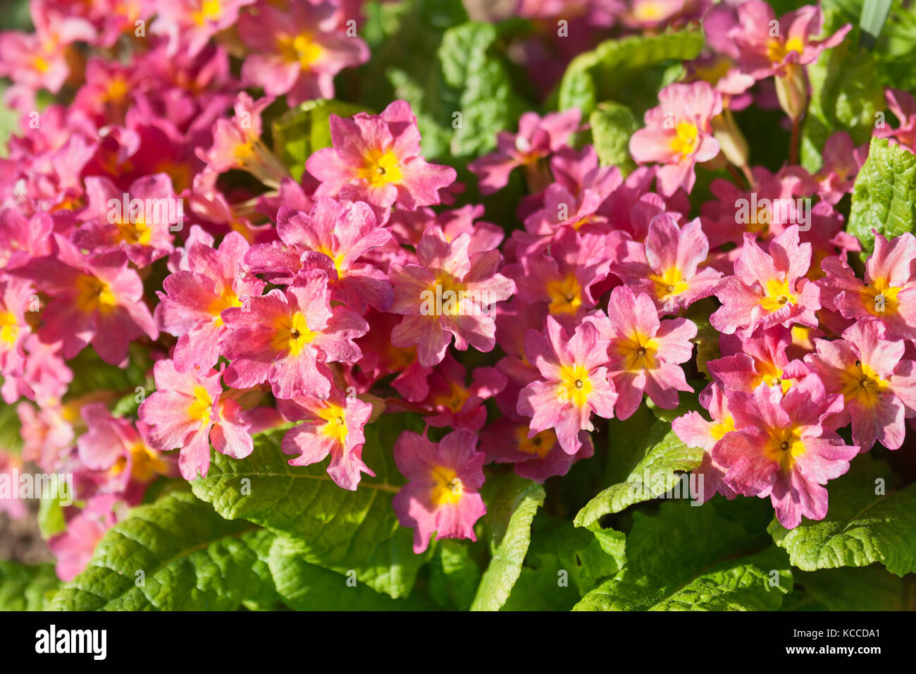 Primula flowers in the flowerbed on a sunny day Stock Photo