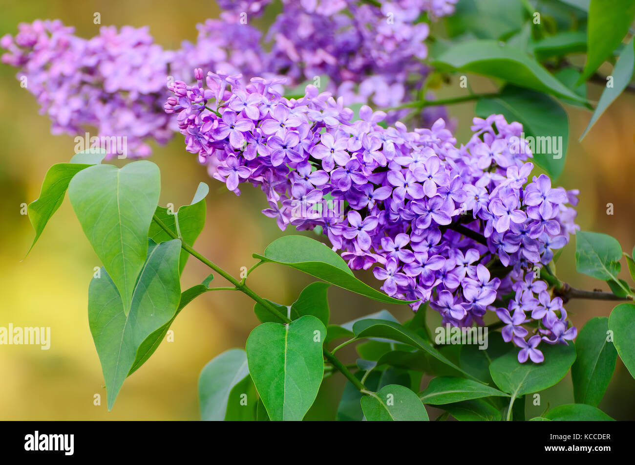 Spring lilac flowers Stock Photo - Alamy
