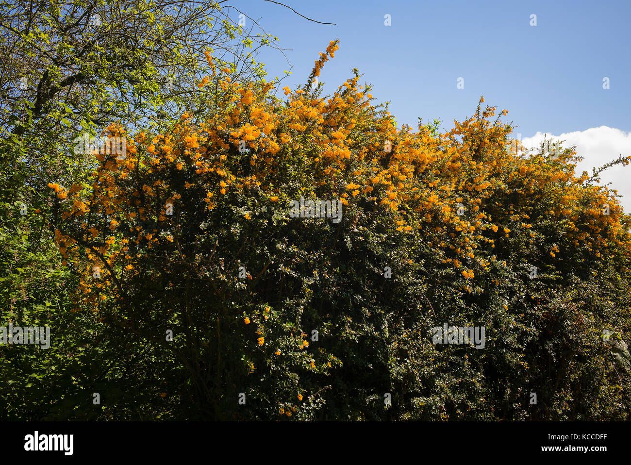 Flowering berberis hedge adds colour to a garden boundary in UK Stock Photo