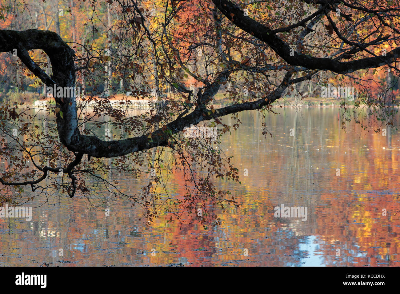 Autum colors at the park and the lake Stock Photo - Alamy
