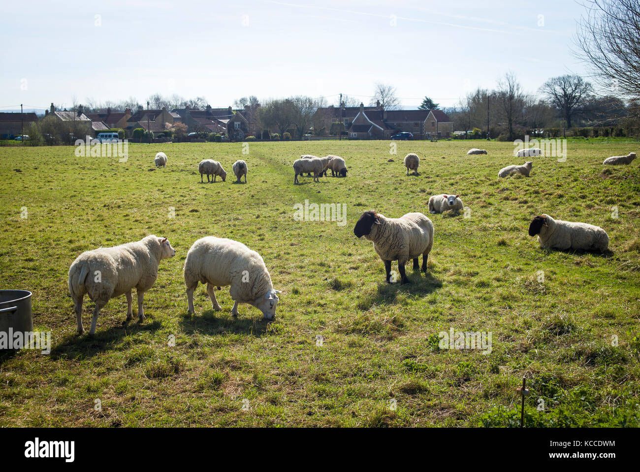 Sheep grazing on village common at Broughton Gifford in Wiltshire England UK Stock Photo