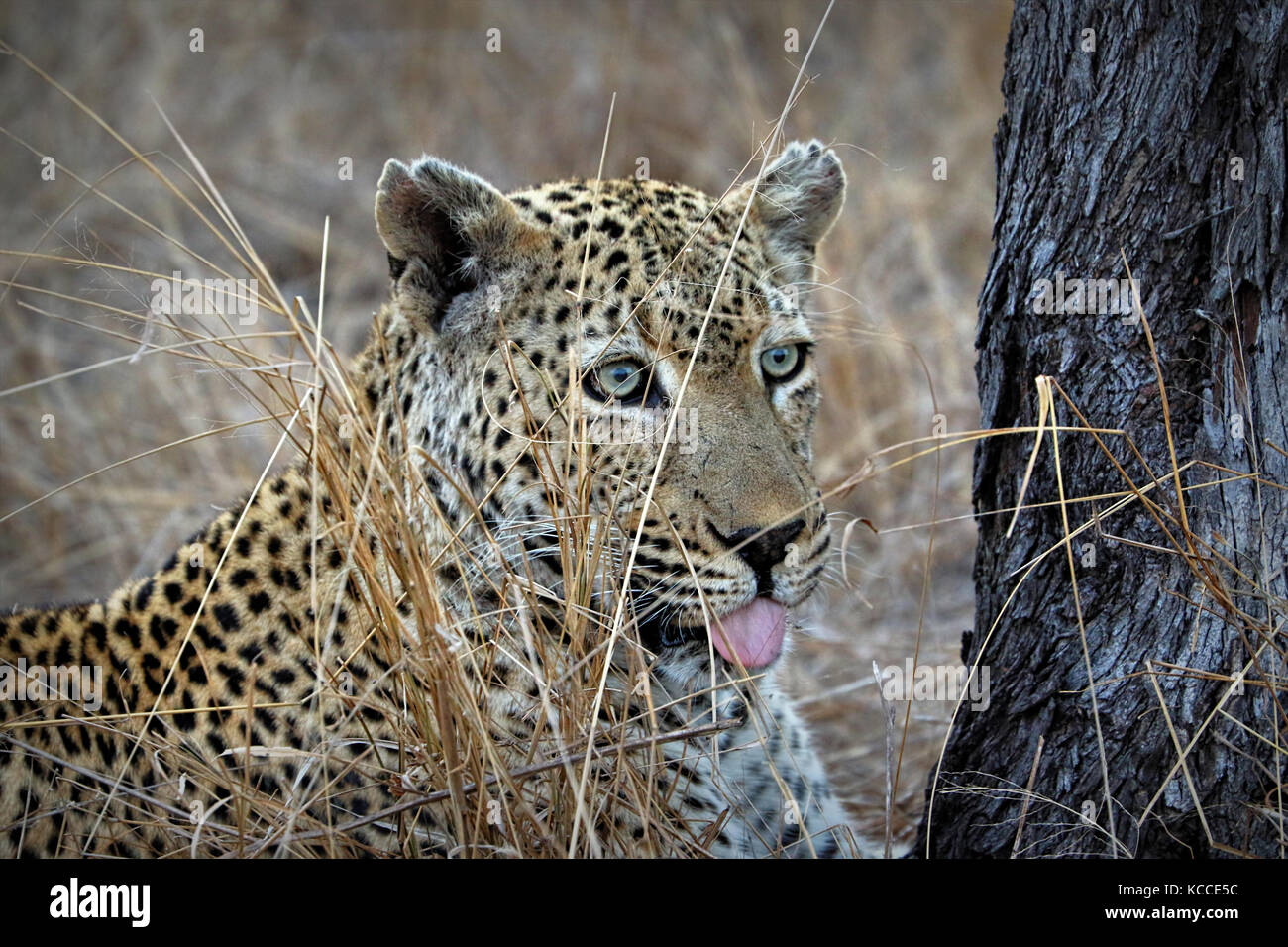 Portrait of a leopard (Panthera pardus), Kruger National Park, South Africa Stock Photo
