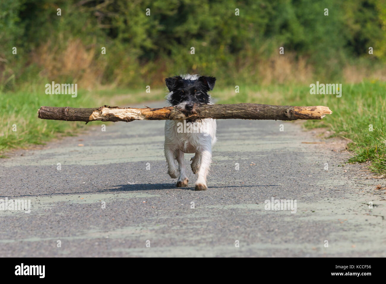Small terrier dog carrying a big stick Stock Photo